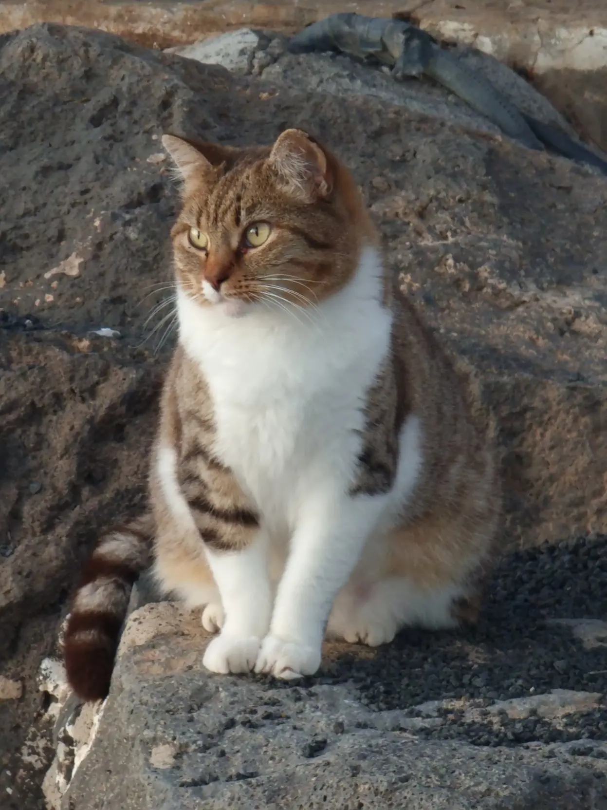 A brown and white cat sitting on a rock.