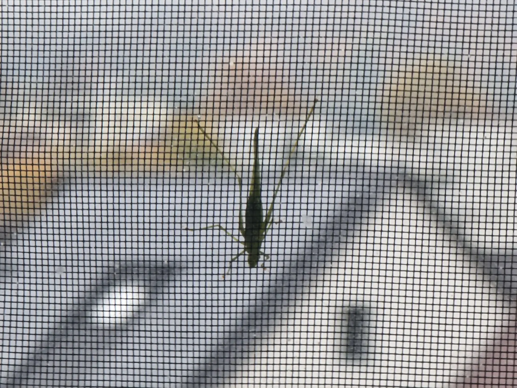 A green grasshopper on a fly screen with its hind legs extended very far.