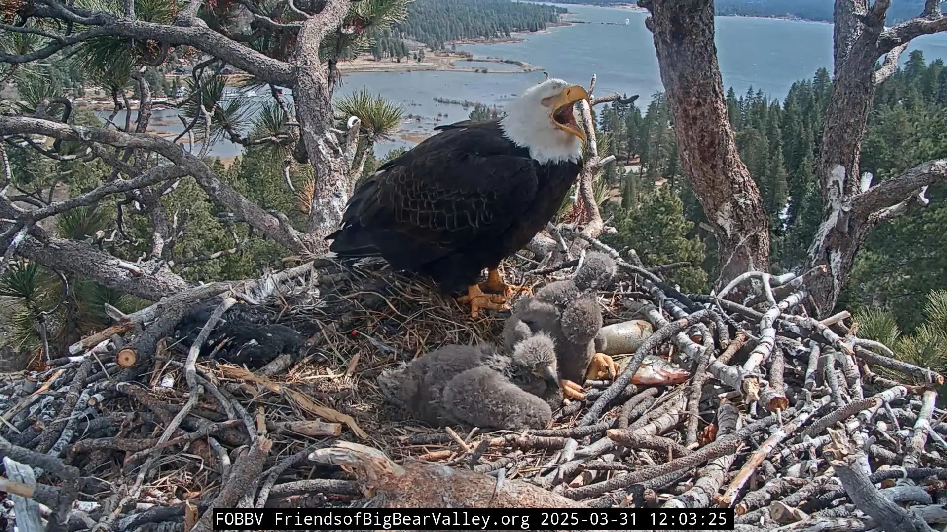 Screenshot of a bald eagle nest webcam showing an adult eagle yawning, and its 2 eaglets sitting in the nest next to it.