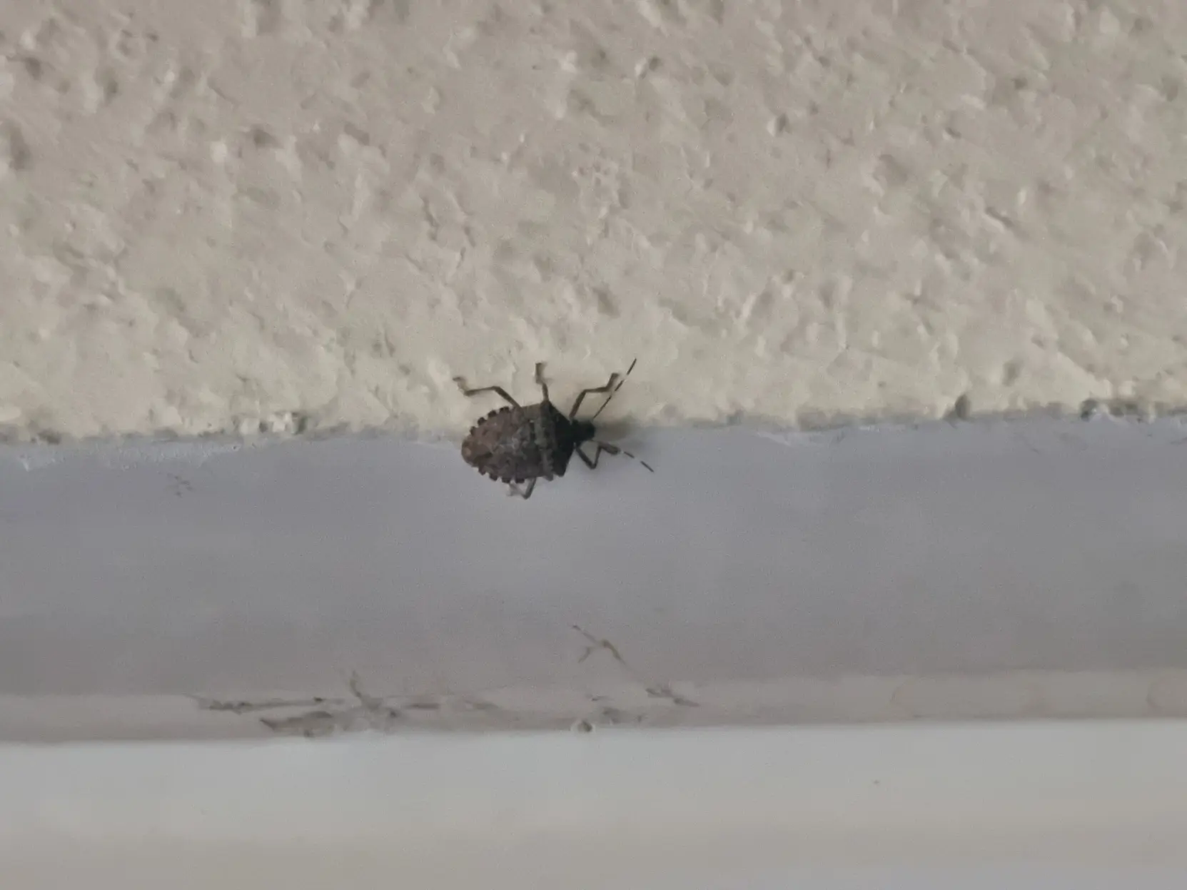 Stink bug walking near the top edge of my window.