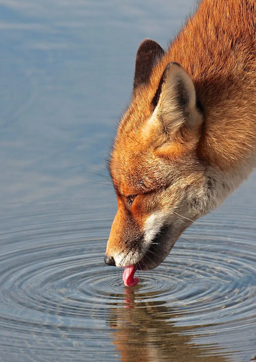 Close-up photo of a red fox drinking water from a pond or lake.