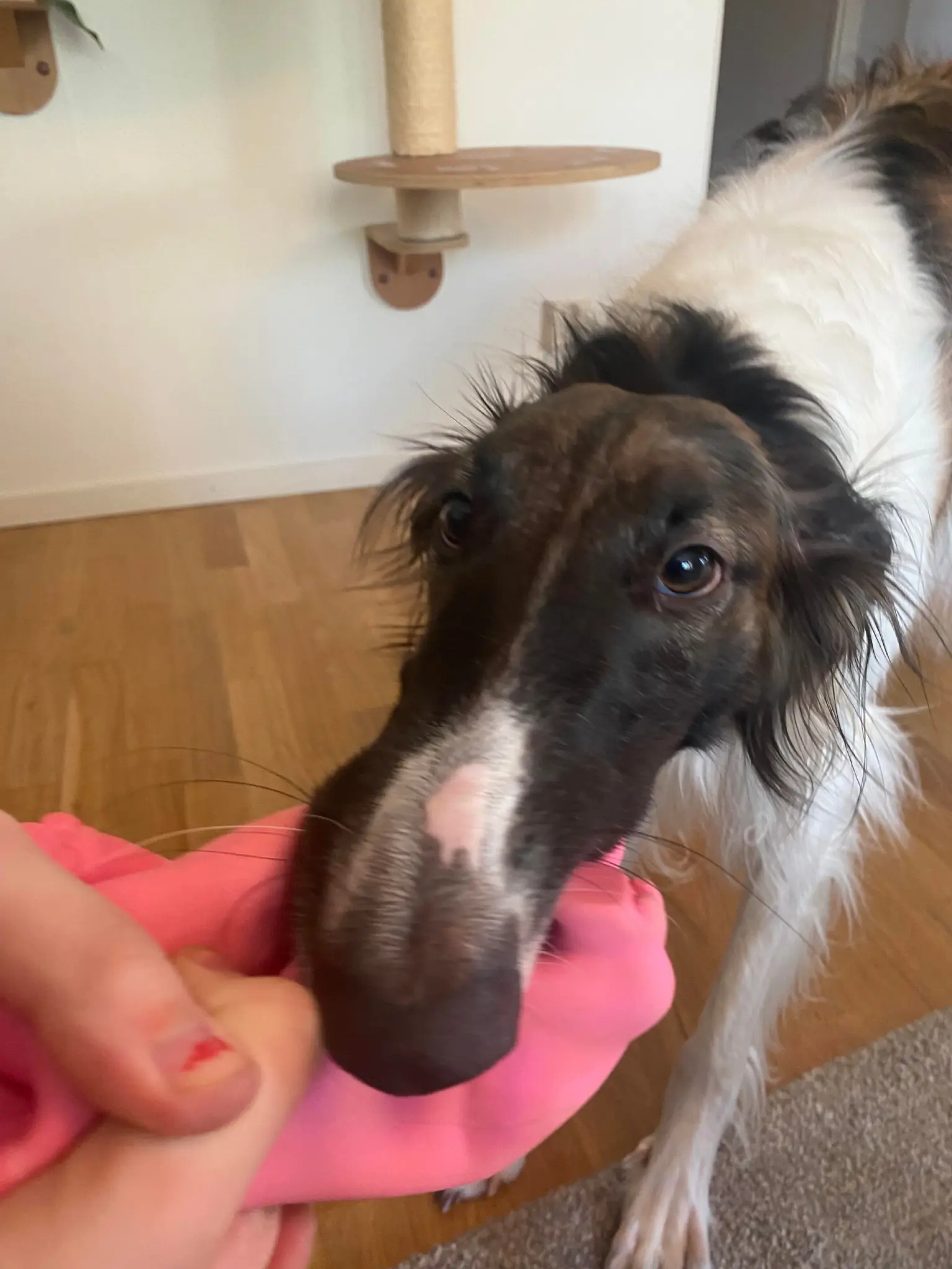 A borzoi dog putting its oddly bendy nose onto a piece of cloth.