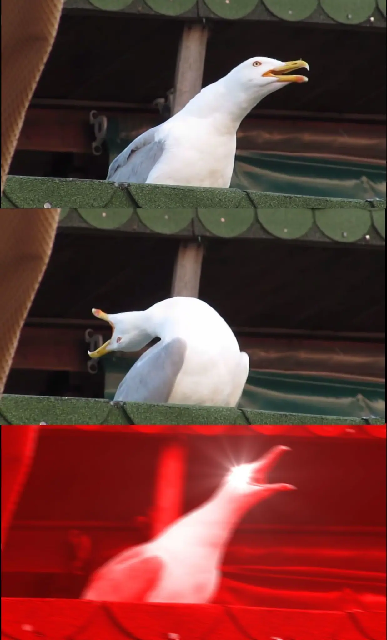 A three-pane meme featuring a seagull who first looks at something in the distance, throws its head incredibly far back while opening its beak, then snaps back forward screaming. The last panel has been edited so the image is tinted red and the eyes are glowing.