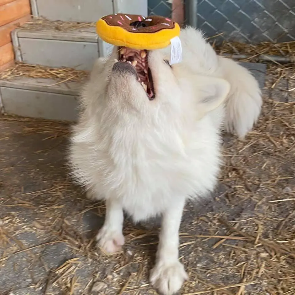 A red fox with entirely white fur having a stuffed donut on its nose. It's looking upwards with a slightly open mouth. You can see its nose poking through the donut's hole.