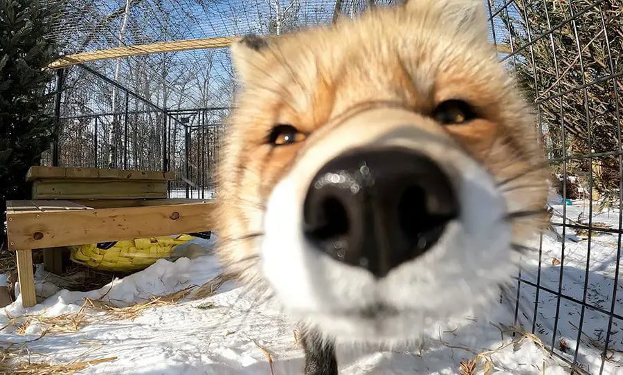 Photo of a red fox with it's nose very close to the camera lens.