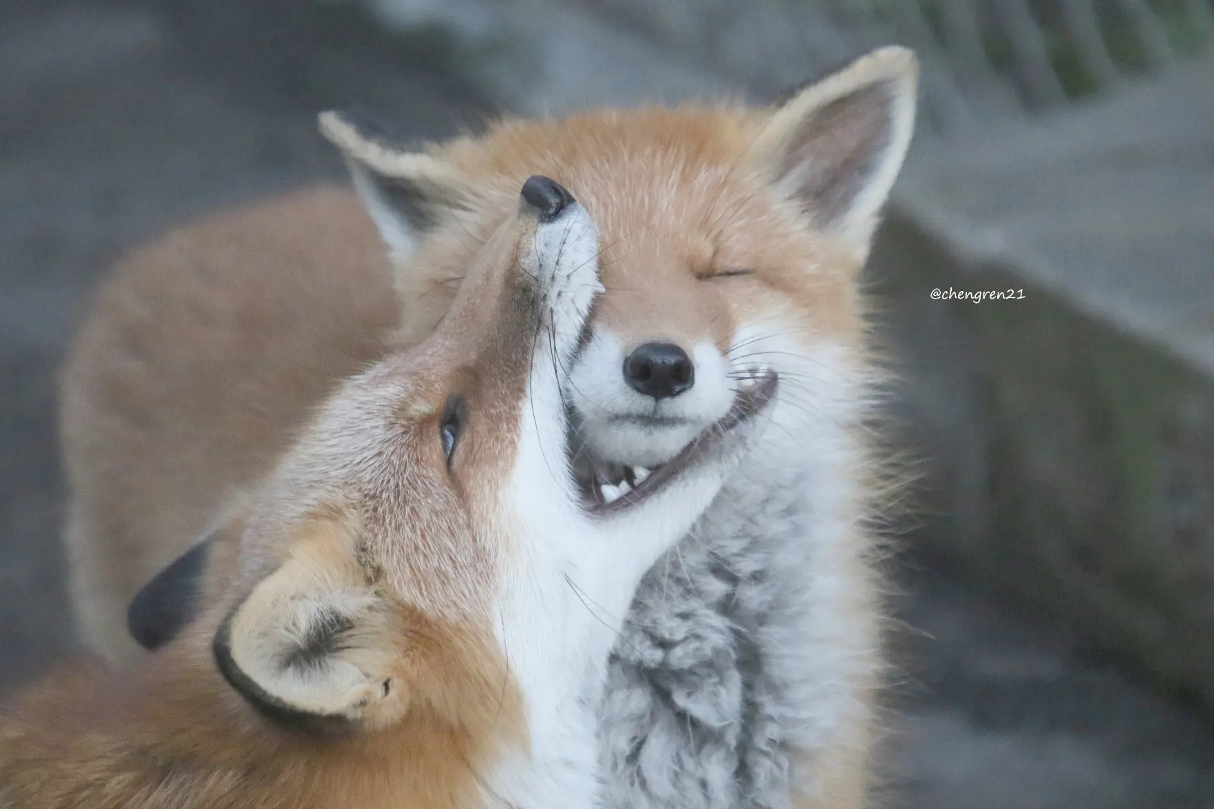 A red fox nomming another red fox's muzzle from the side below. The victim has its eyes closed.