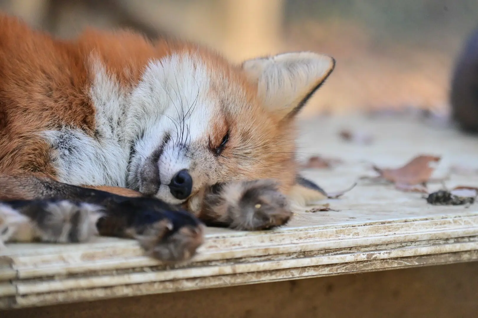 Red fox sleeping on a box. Its lying on its side with its head resting on a paw.