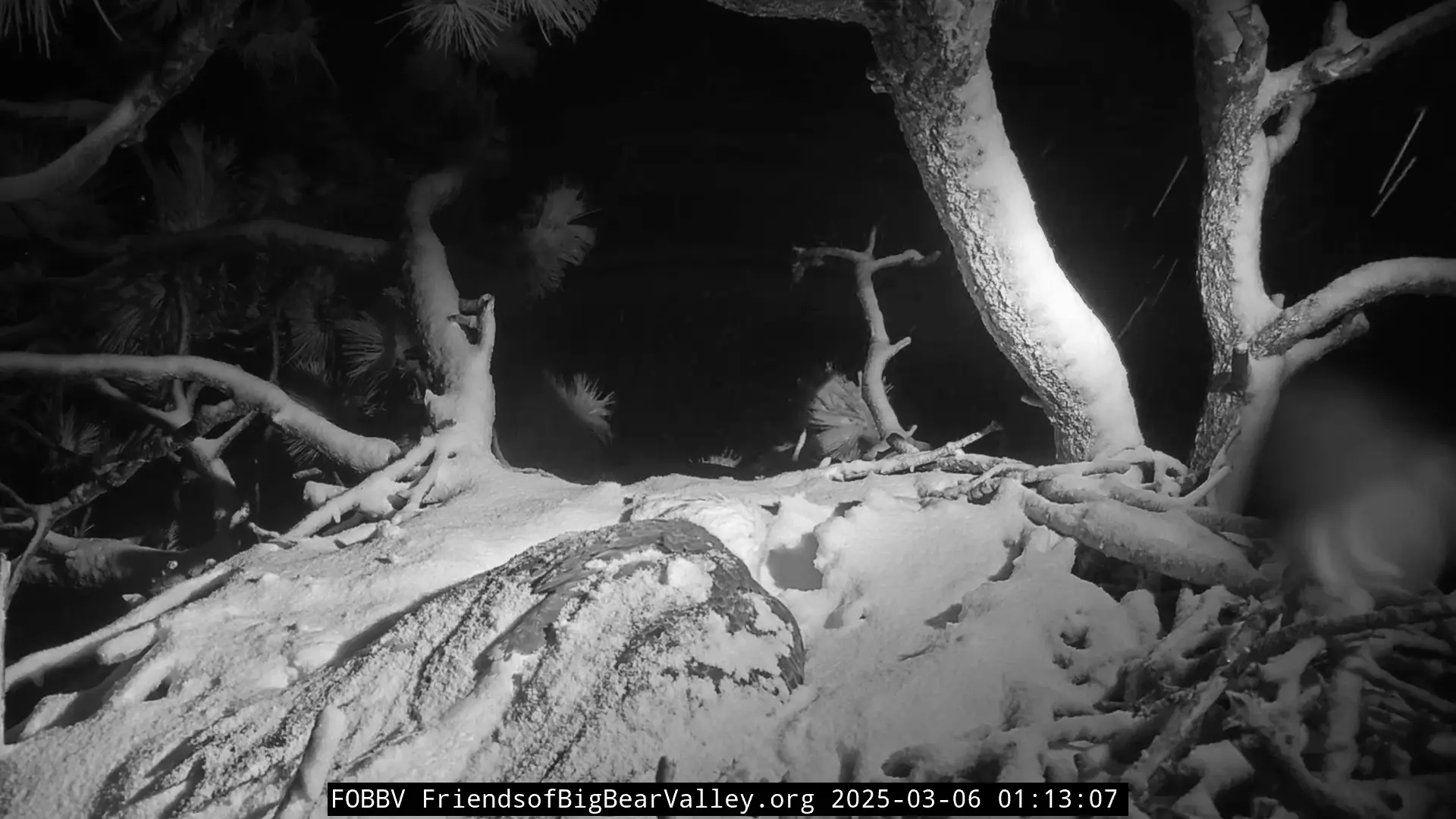 Screenshot from a bird cam showing an eagle sleeping in its nest. Everything is covered in snow, making it barely visible.