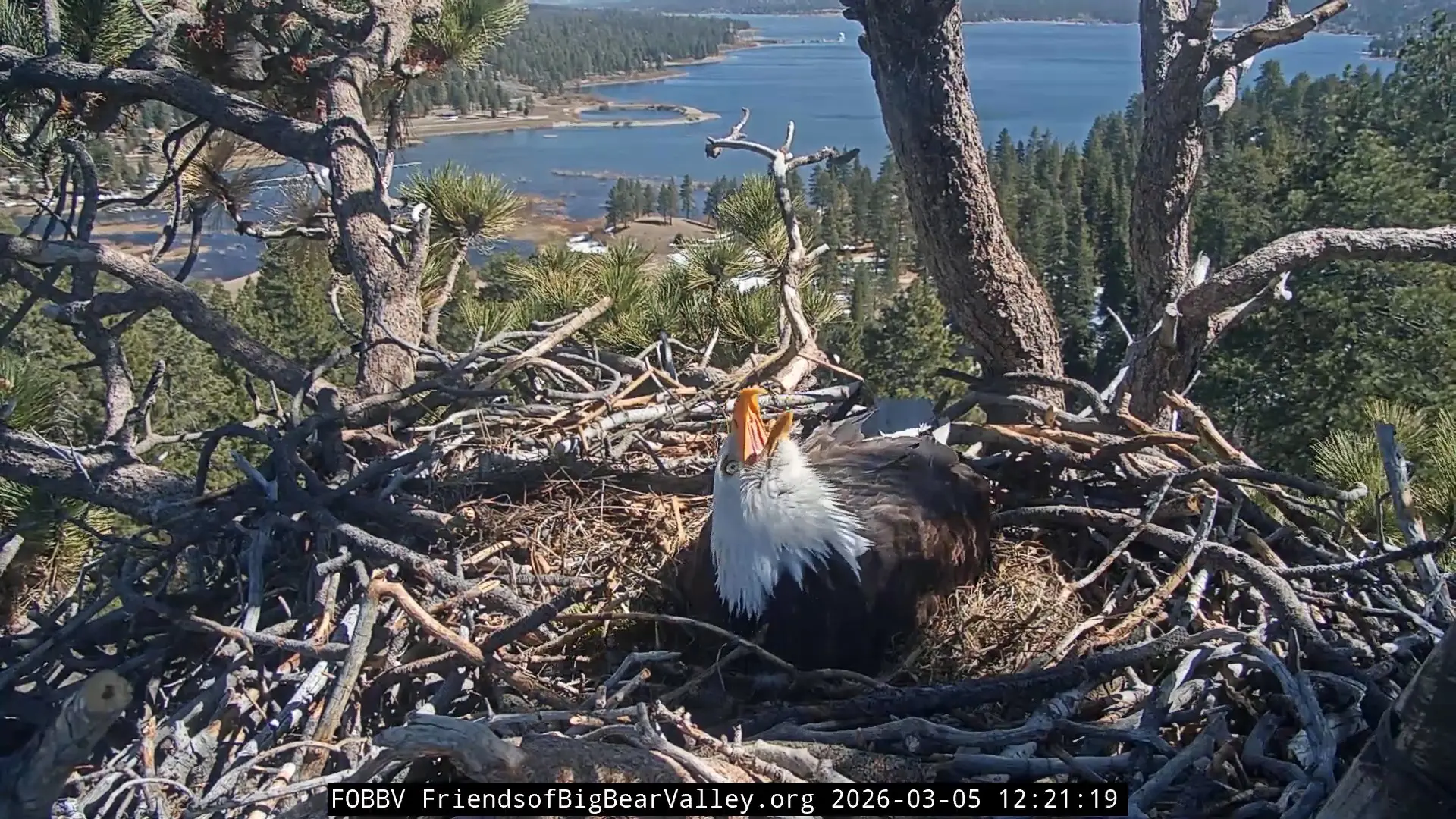 A bald eagle sitting in its nest, calling its mate. It's head is pointed upwards.