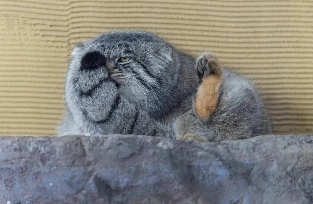 Photo of a Pallas's cat sitting on a ledge in a silly way. The tail is covering half of its face, and you can see one foot pointing upwards in the air.