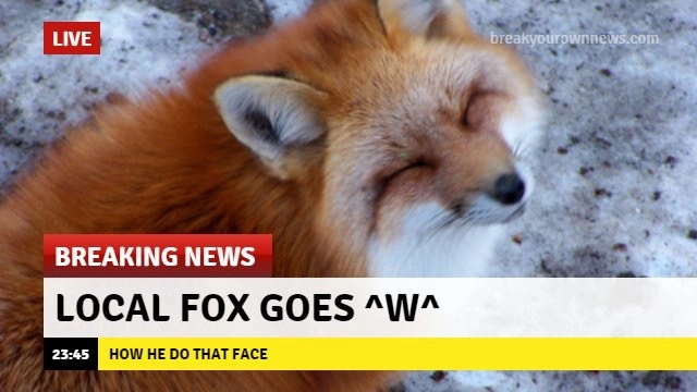 A photo of a red fox looking up with closed eyes, giving it a happy expression. There are news station elements overlaid reading:

Live
Breaking news
Local fox goes ^w^
How he do that face