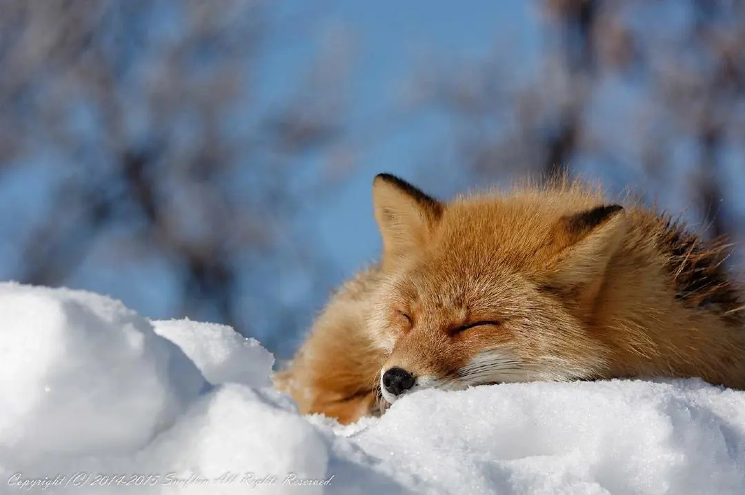 A fluffy red fox sleeping on a pile of snow.