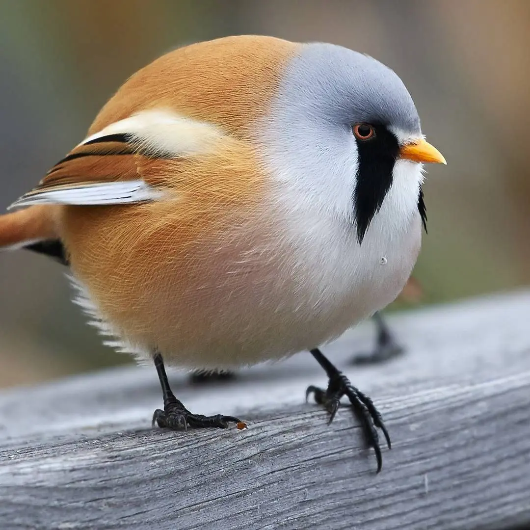 Photo of a Bearded Reedling, a small brown and gray bird with black markings gown downwards from the eye. It's also very round.