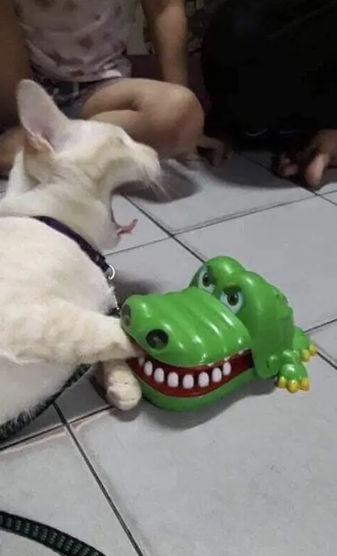 A cat getting its paw nommed by the crocodile from the Crocodile Dentist game. The cat is yelling in surprise.