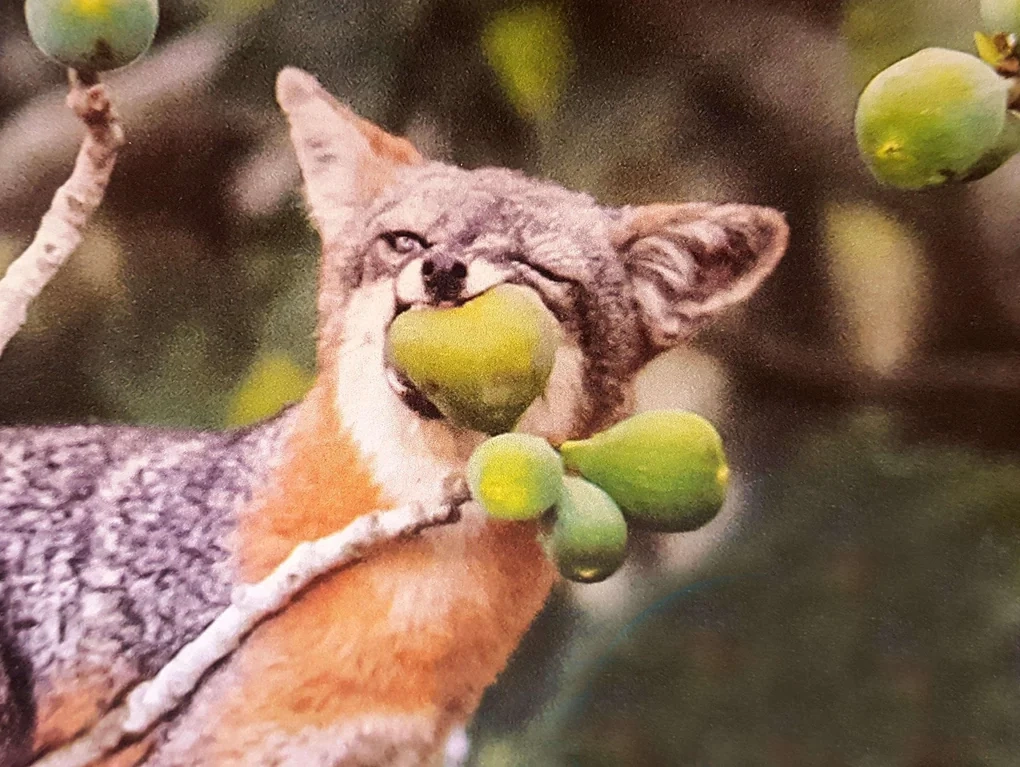 Gray fox biting down on a green round fruit still attached to its plant.