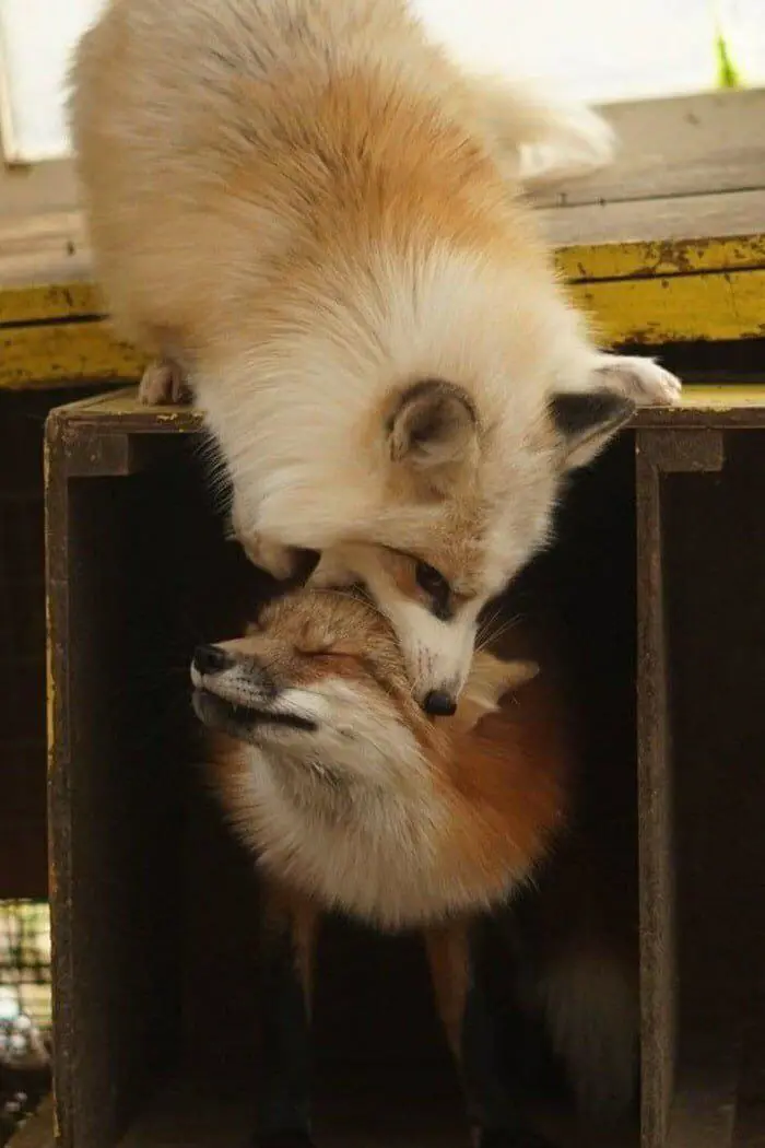 A marble fox standing on a wooden create chomps the head of a red fox below who's standing inside of the create. The red fox's eyes are closed.