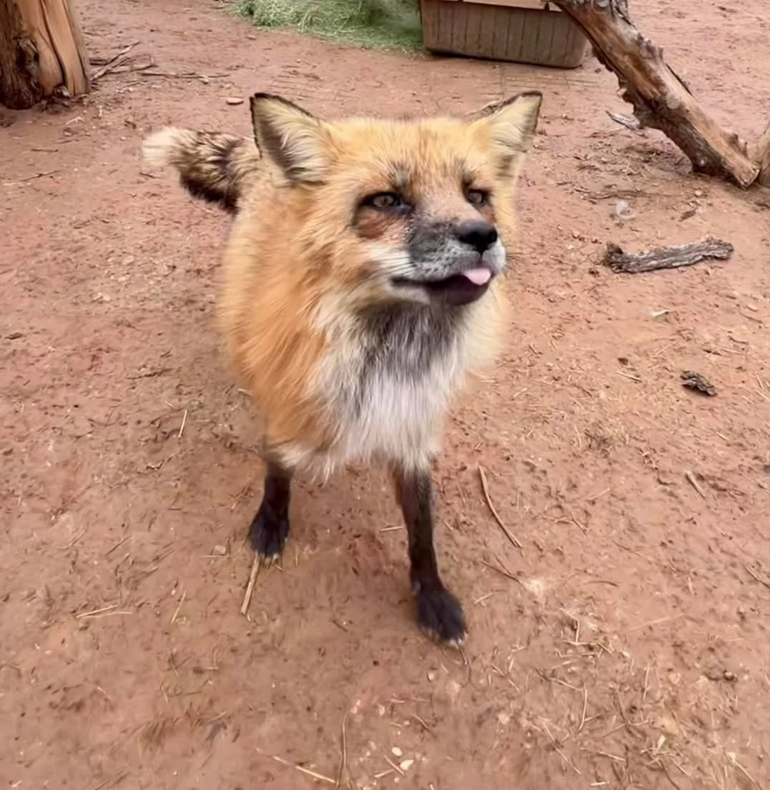Photo featuring a red fox sticking its tongue out a bit.