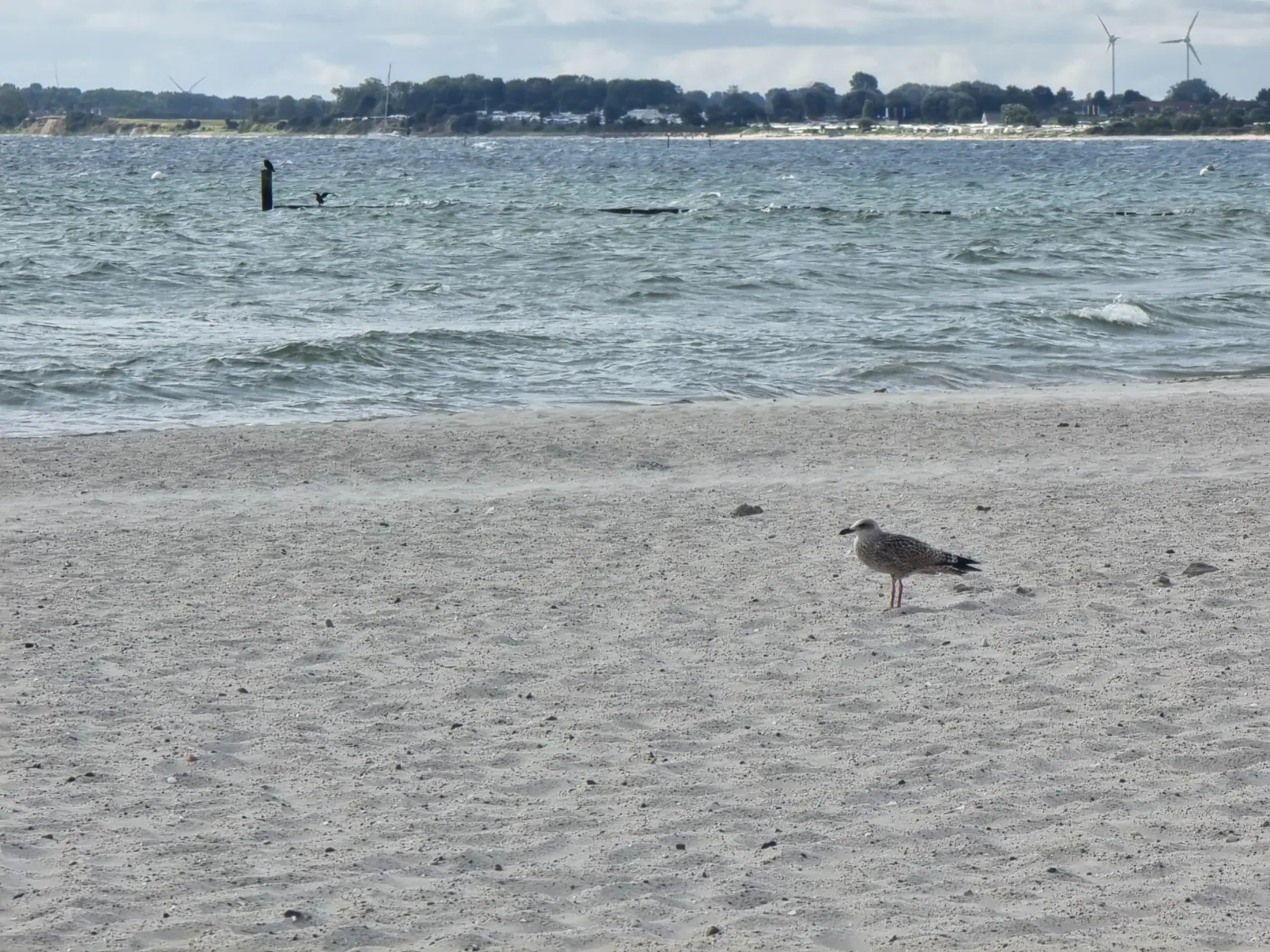 Young seagull standing on a beach. You can see the sea in the background, and even further away a coast with trees and wind turbines.