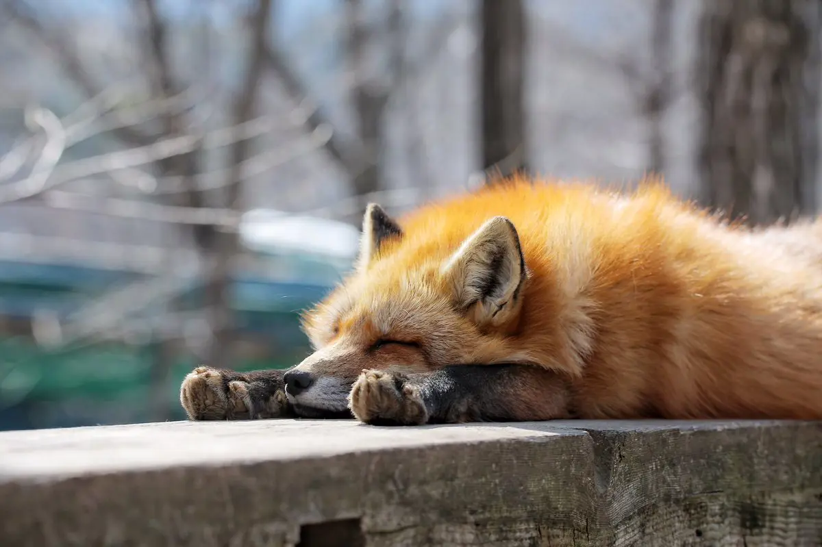 Red fox lying flat on a wooden plank, head resting between its front paws.
