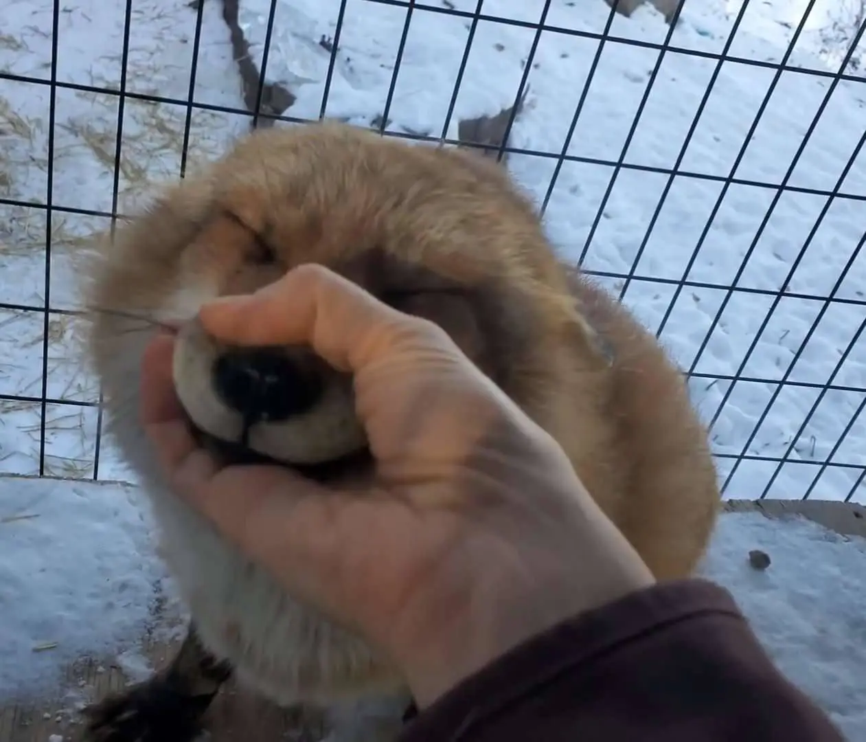 First-person view of the photographer holding a red fox's snoot. It looks like they're holding it shut