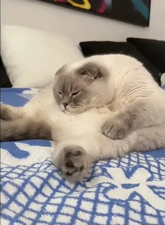 A cat sitting on a bed or couch dramatically hunched over.