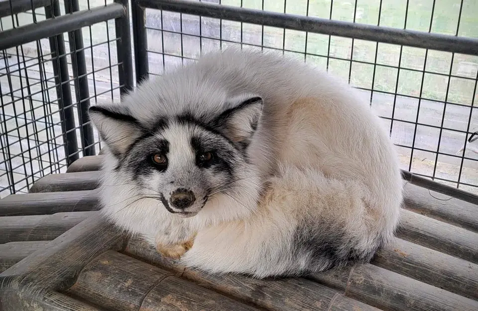 A platinum fox lying on the roof of a small wooden house, curled up and looking at the viewer. Its fur is very fluffy.