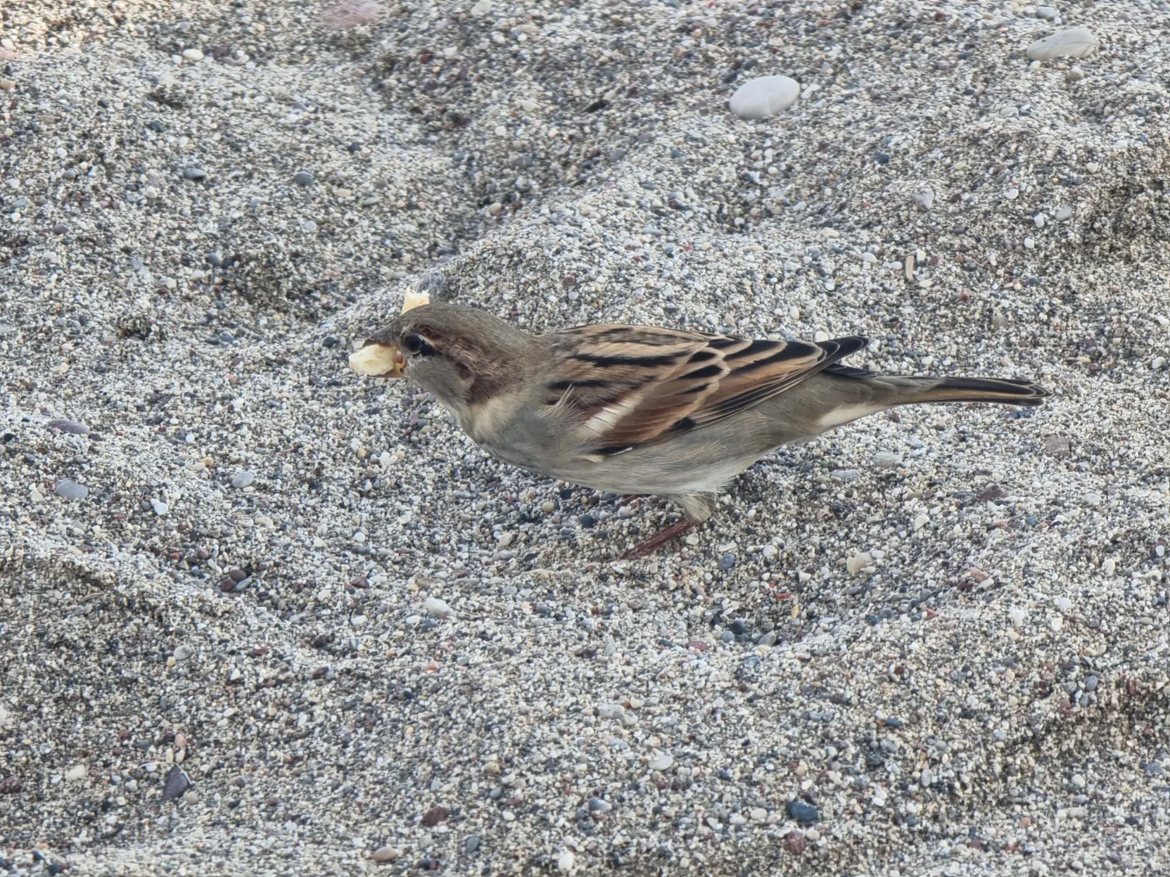 Sparrow in the sand eating a very large breadcrumb.
