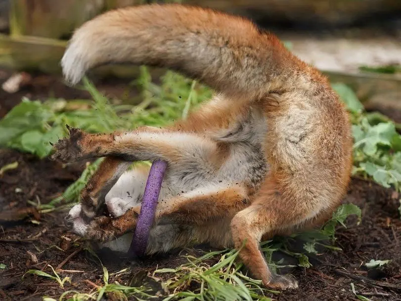 Now lying on its side, with its head and now also a paw going through the ring. It looks very silly.