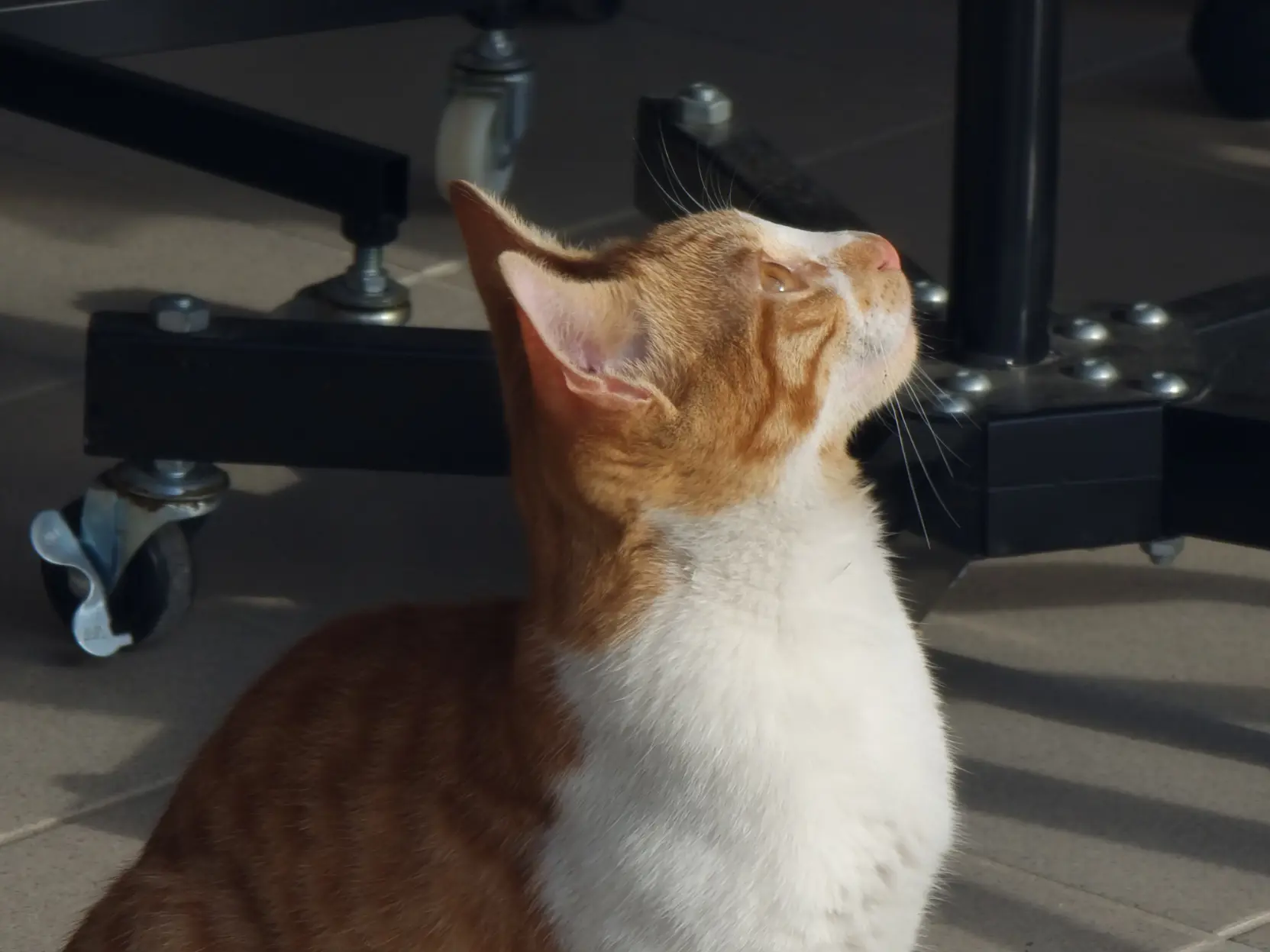 Same cat, but now zoomed in and looking up at something off-screen.