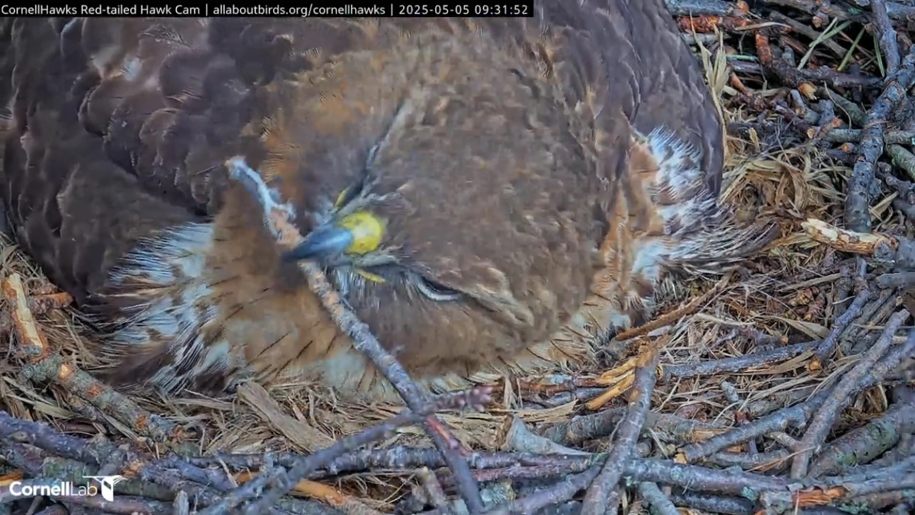 The red-tailed hawk from before grabbing the stick with its beak, trying to move it elsewhere, but it wouldn't budge.