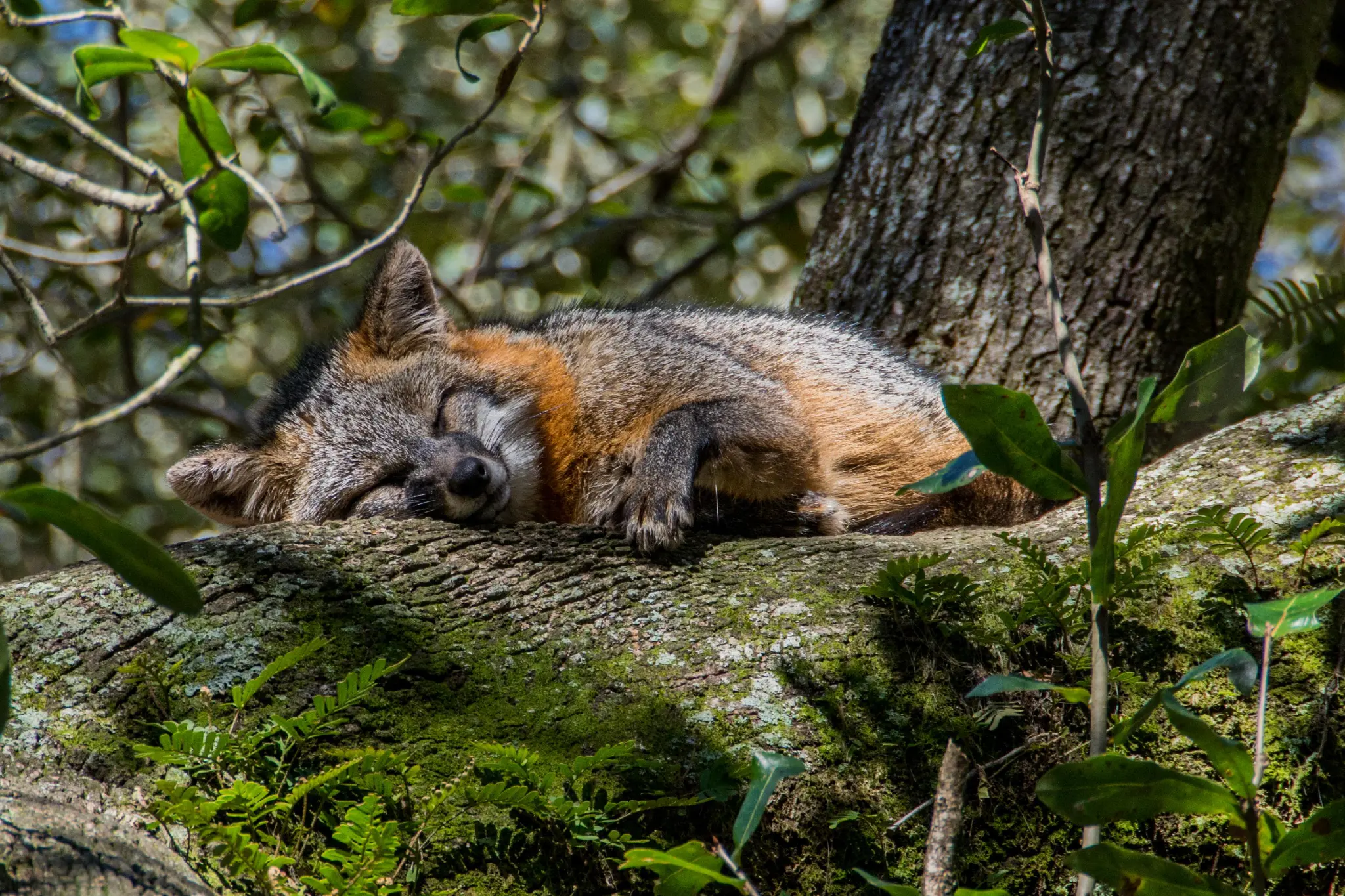 A grey fox sleeping on a huge tree branch. It's lying on its stomach, but the upper body and head are rotated so one paw is sticking out from under its chest and the head is resting on the cheek.