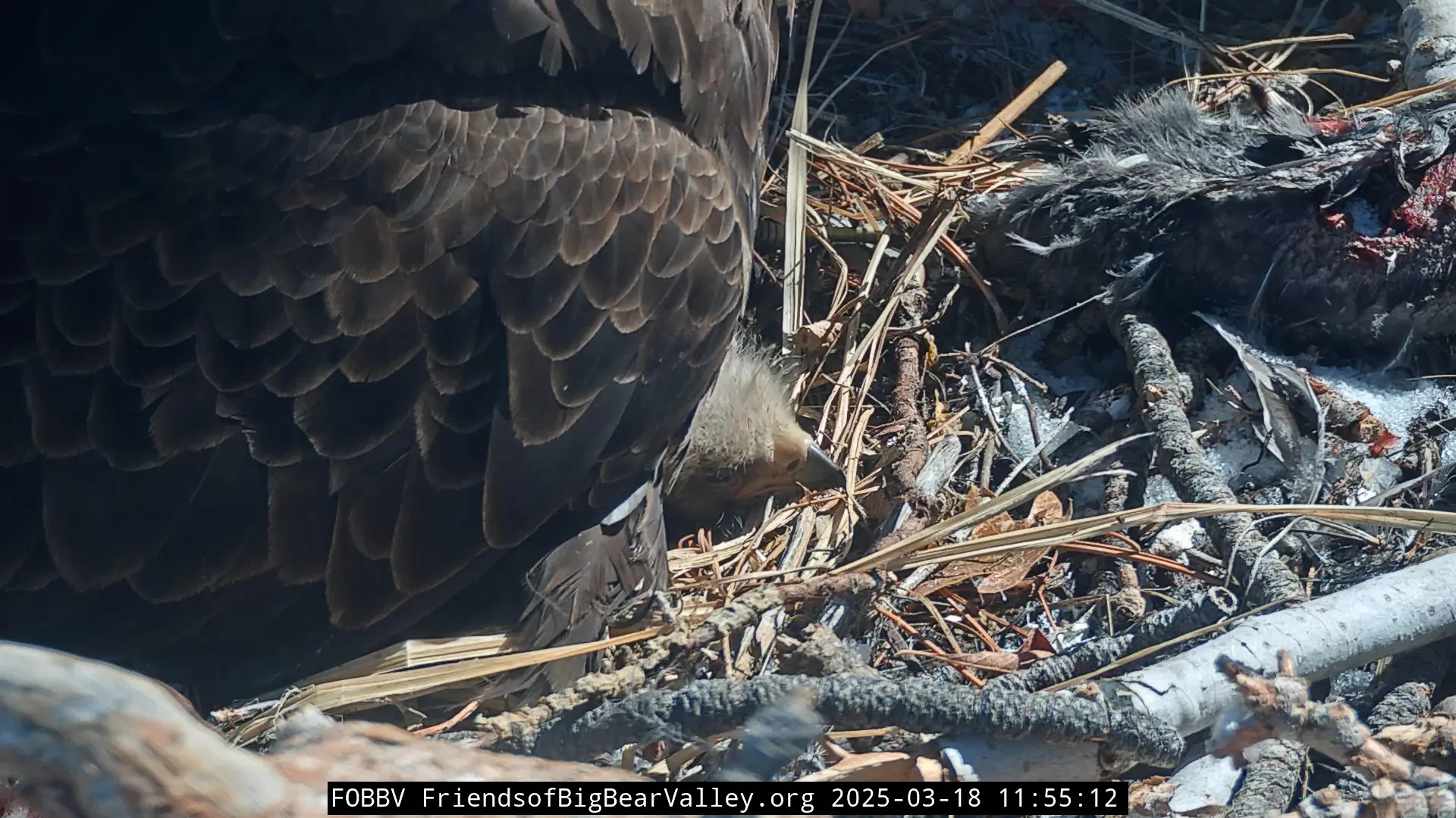 Webcam screenshot showing an eaglet peeking its head outside from under its parent.