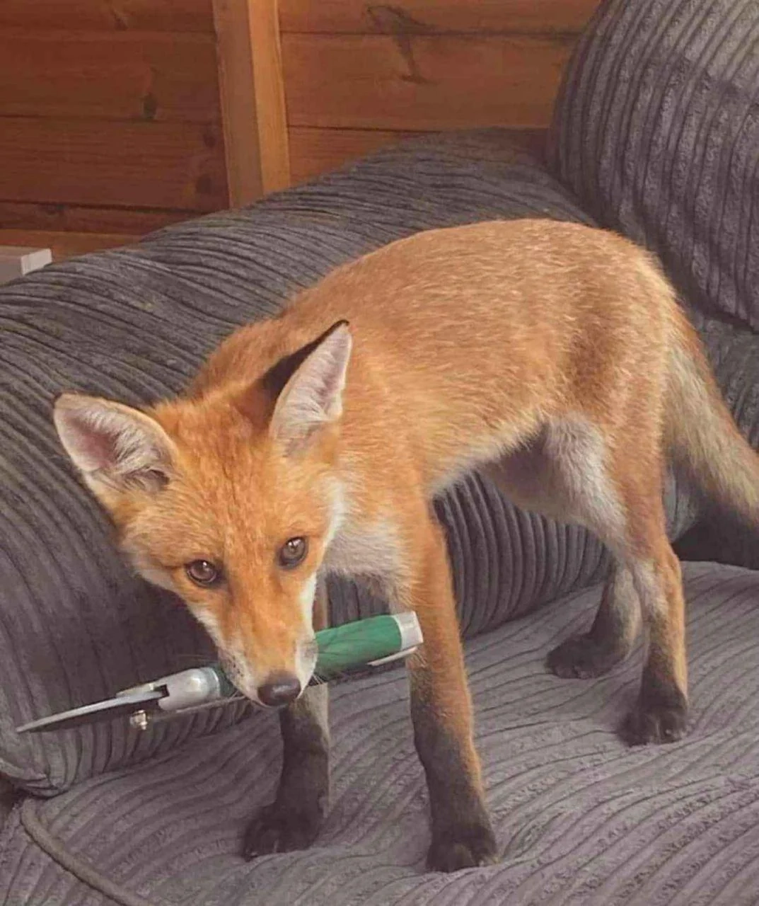 Photo of a young red fox holding pruning shears in its mouth.