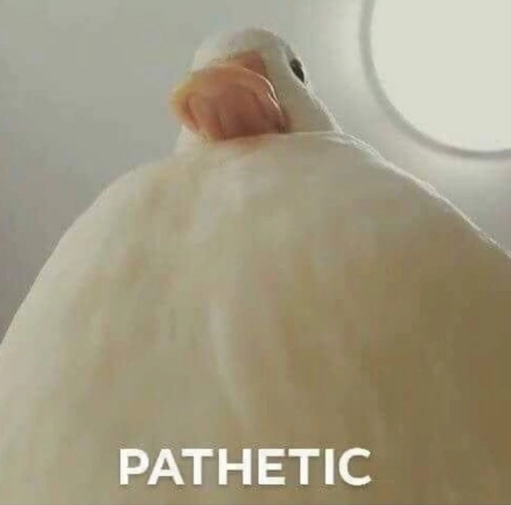 Low-angle photograph of a white duck with the subtitle "pathetic".