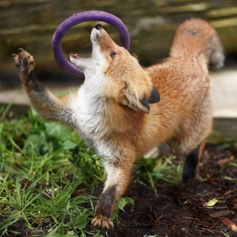 Red fox kit playing with a small ring toy which is slightly larger than its head. One paw is raised and its mouth is open.