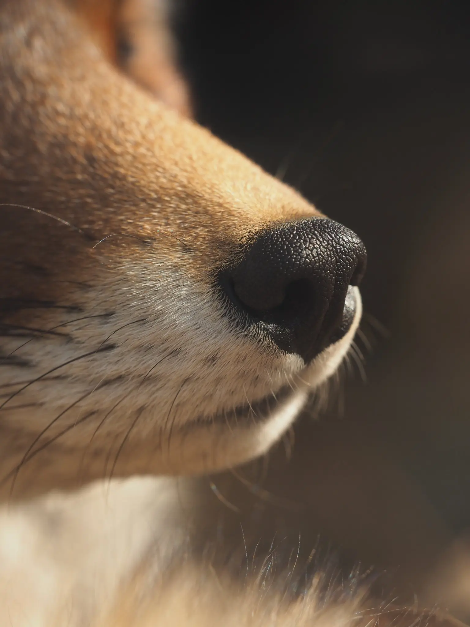 Photo of a red fox's snout.