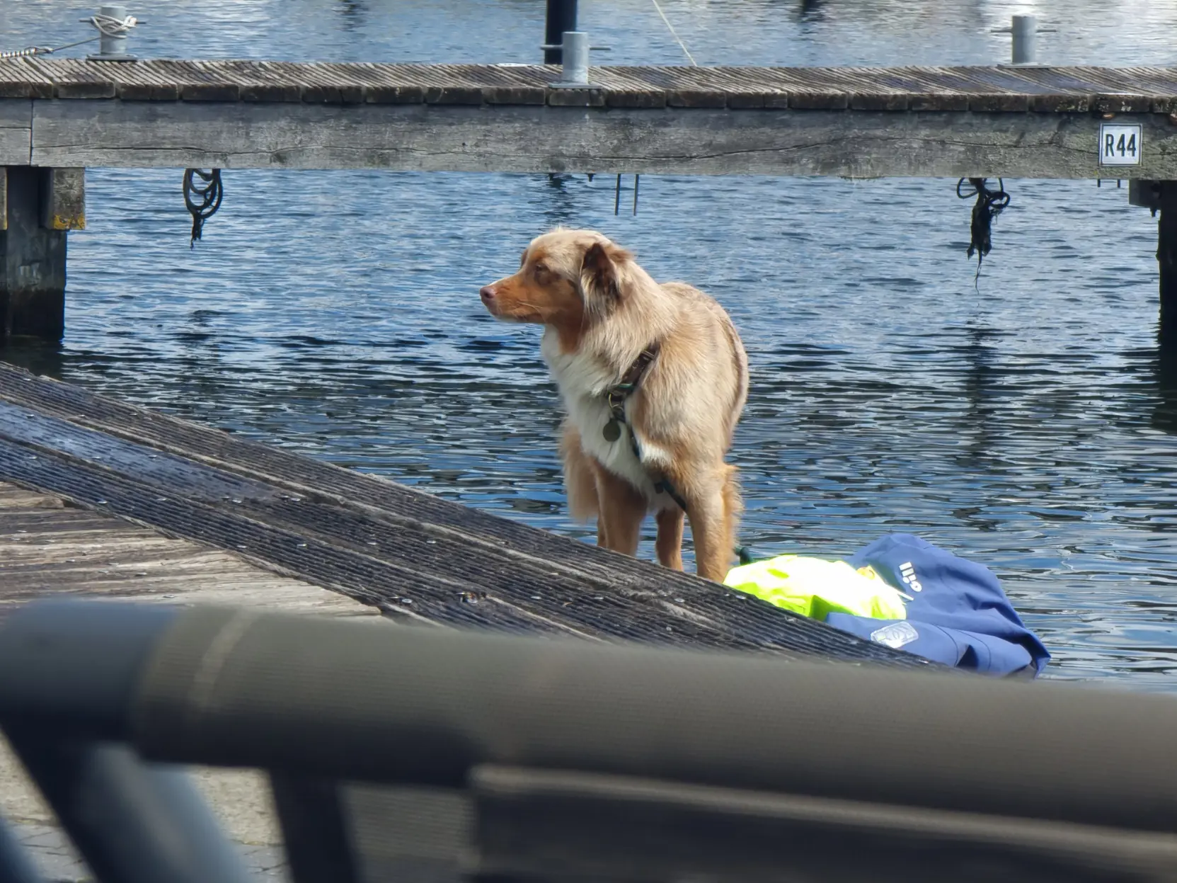A floofy dog on a pier.