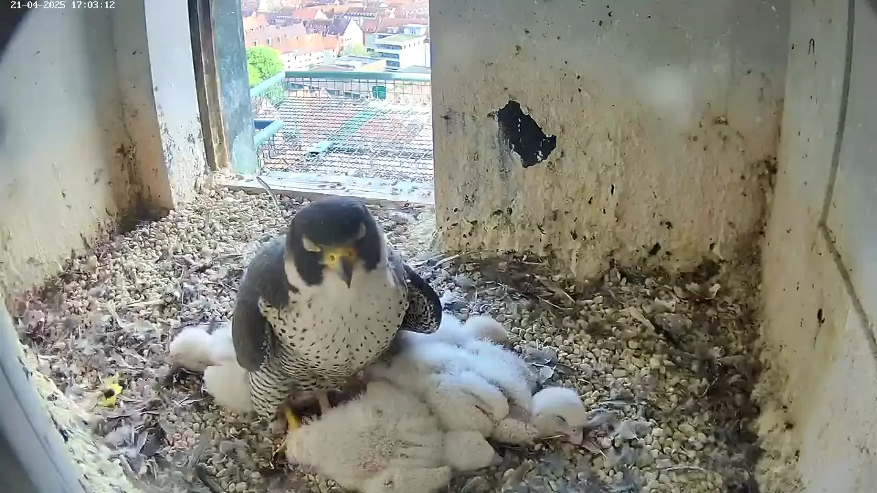 Webcam footage from inside the peregrine falcon nest. It shows one adult surrounded by 4 hatchlings lying on the ground. Everyone is sleeping. 
