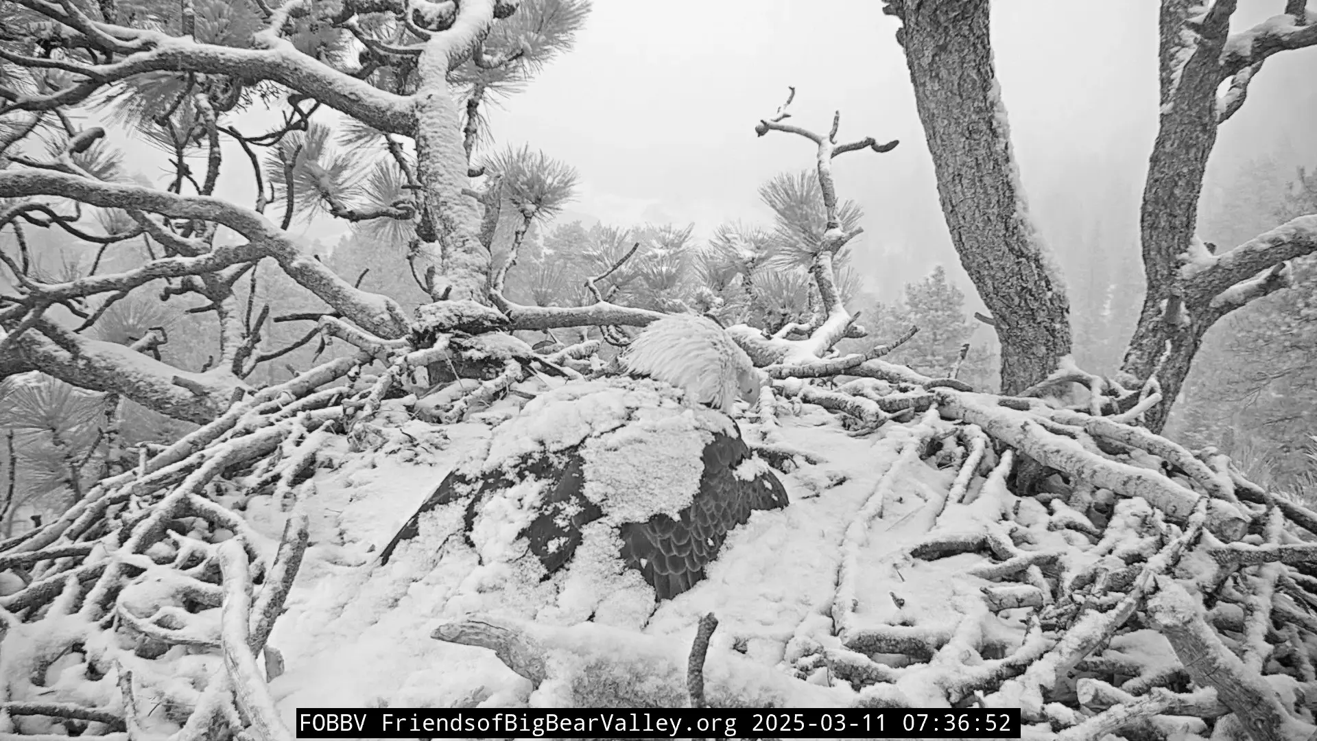 An eagle sitting in its nest. Everything is covered in snow.