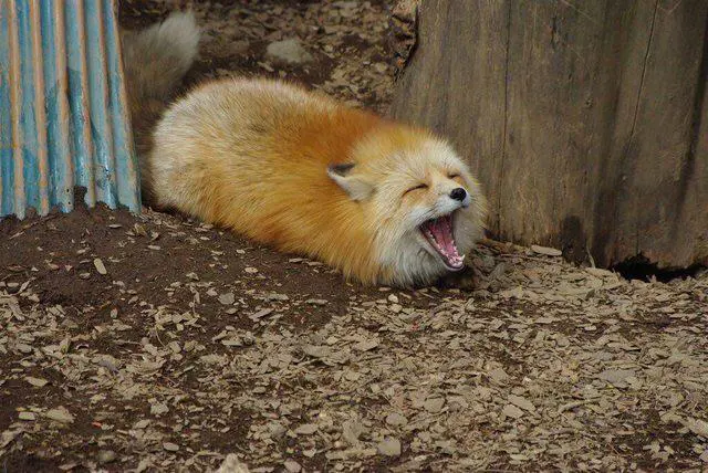 Photo of a red fox lying on the ground and screaming. It looks kinda like a mozzarella stick.