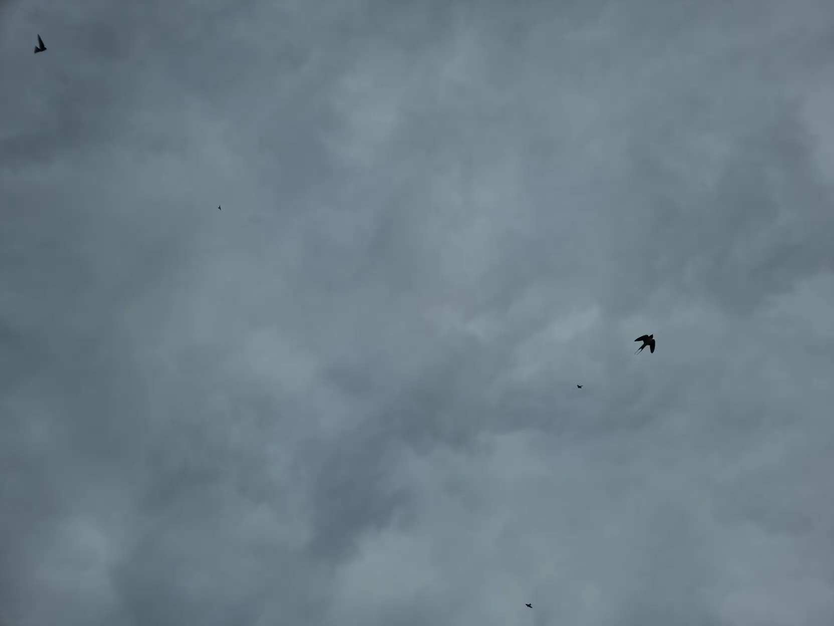 Five swallows in the sky.