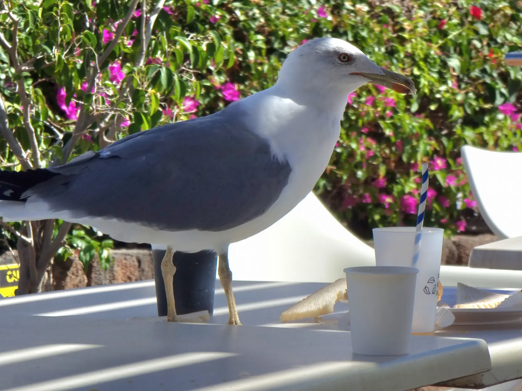 A seagull standing on a table with food and drinks.