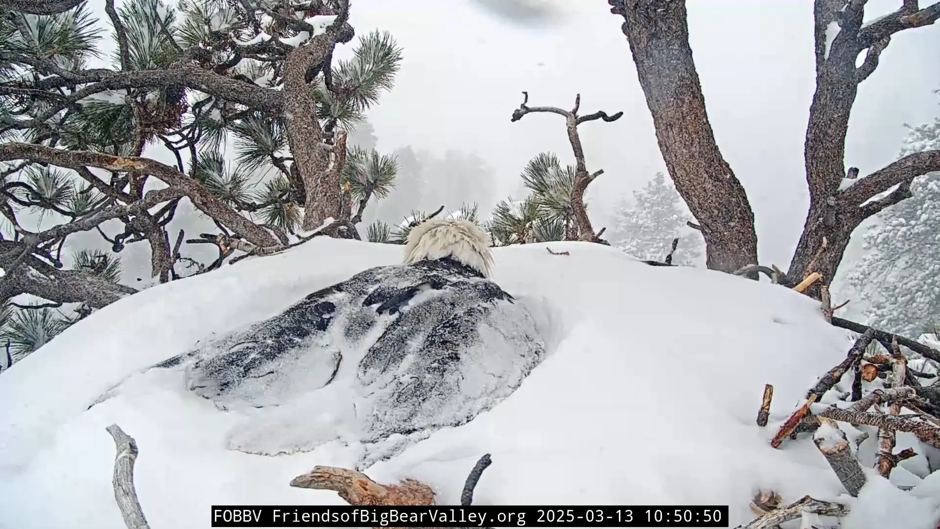 Same eagle, but the snow layer around it is even thicker now.