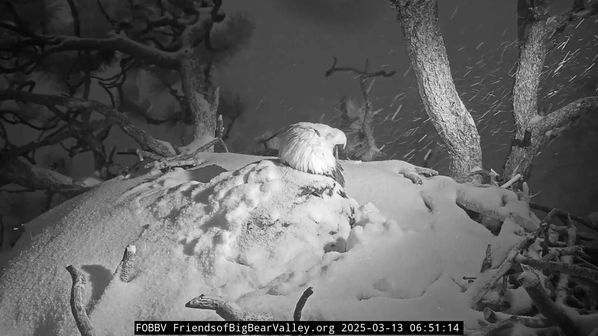 Same bald eagle, now covered in a thick layer of snow.