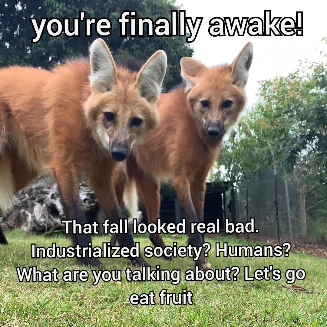 A meme showing two maned wolves from a low angle. They're looking at you. Caption: "You're finally awake! That fall looked real bad. Industrialized society? Humans? What are you talking about? Let's go eat fruit"