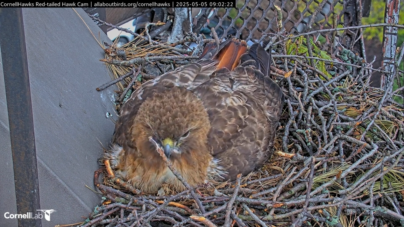 Webcam footage showing red-tailed hawk sitting in its nest. There's a stick pointing upwards right in front of its face.