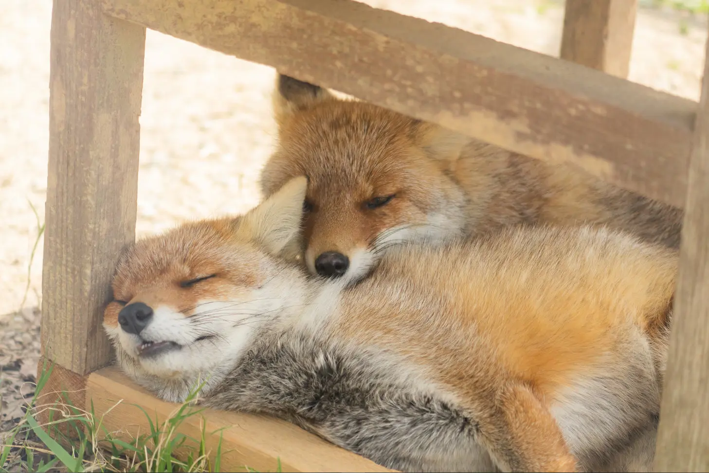 Two red foxes at some wooden construct. One of them is asleep, leaning against a wooden pillar. The other one is lying behind it, resting its head on the first fox.