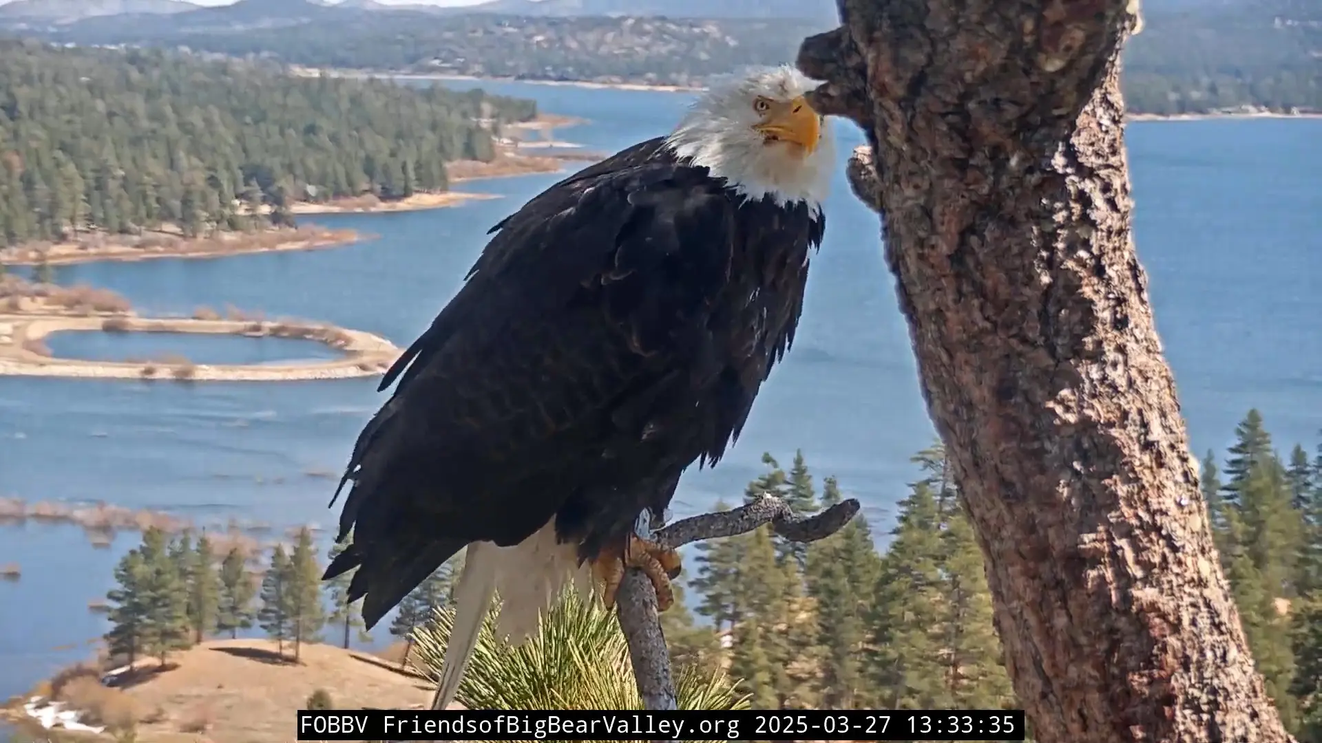 Now the eagle is looking a bit to the right of the camera.