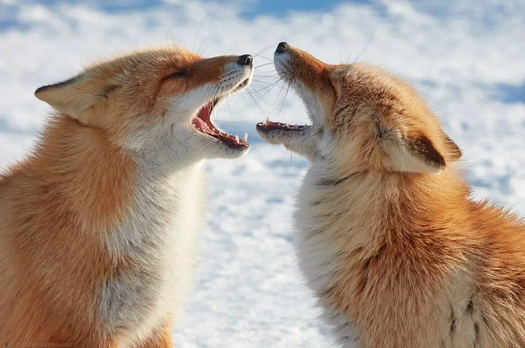 Two red foxes facing each other with open mouths. 