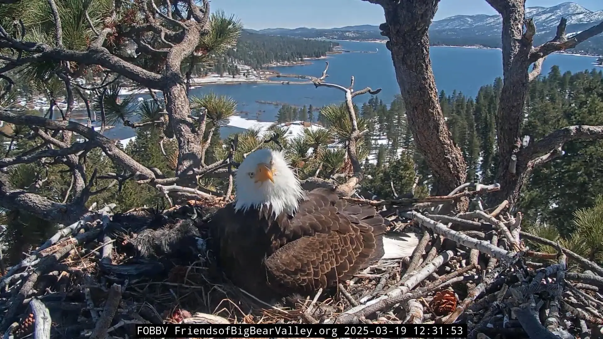 A bald eagle sitting in its nest, looking at the direction of the camera with its head tilted by about 30°.